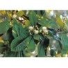 Gewürznelken 250 g PULVER Eugenia caryophyllata