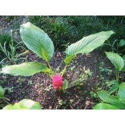 Curcuma rhizome 1 Kg POUDRE Curcuma longa