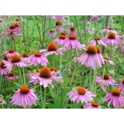 Echinacea racine 250 g POUDRE