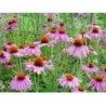 Echinacea racine 250 g POUDRE