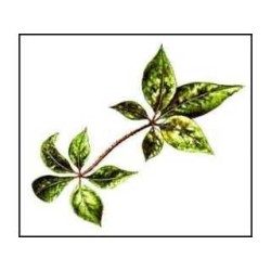 Eleutherococcus (Sibirischer Ginseng) Wurzel 250 g Eleuther PULVER