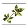 Eleutherococcus (Sibirischer Ginseng) Wurzel 250 g Eleuther PULVER
