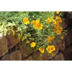 Eschscholtzia Pflanze (Kalifornischer Mohn) 1 Kg POWDER Eschschol