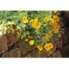 Eschscholtzia Pflanze (Kalifornischer Mohn) 250 g PULVER Eschscho