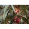 Eucalyptus feuille 100 g POUDRE Eucalyptus globulus