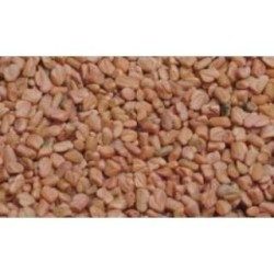 Bockshornkleesamen 100 g PULVER Trigonella foenum-graecum