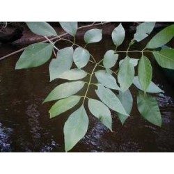 Frêne feuille 250 g POUDRE Fraxinus excelsior