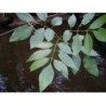 Esche Blatt 250 g PULVER Fraxinus excelsior