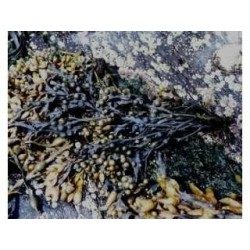 Blasentang (Kelp) 250 g PULVER Fucus vesiculosus
