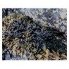 Blasentang (Kelp) 250 g PULVER Fucus vesiculosus