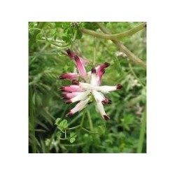 Fumeterre Pflanze 1 Kg PULVER Fumaria officinalis