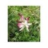 Fumeterre Pflanze 1 Kg PULVER Fumaria officinalis