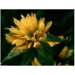 Enzianwurzel 1 Kg PULVER Gentiana lutea