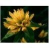Gentiane racine 250 g POUDRE Gentiana lutea