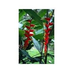 Gingembre rhizome 1 Kg POUDRE Zingiber officinale