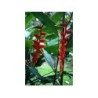 Gingembre rhizome 1 Kg POUDRE Zingiber officinale