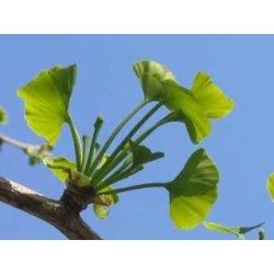 Gingko biloba 1 Kg POUDRE