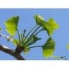 Gingko biloba 250 g POUDRE
