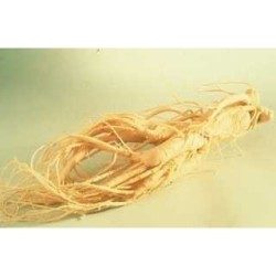 Ginseng blanc racine 30 g POUDRE Panax ginseng