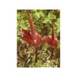 Konjak (Glucomanan Konjak) 1 Kg PULVER Amorphopallus konjax