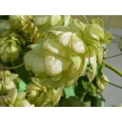 Hopfen Demi Vert 250 g PULVER Humulus lupulus