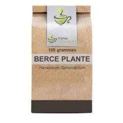 Kräutertee Riesenbärenklau Pflanze 100 GRS Heracleum sphondylium