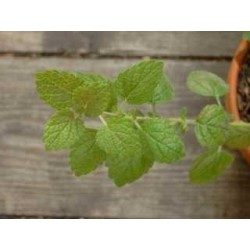 Mélisse bouquet 250 g POUDRE Melissa officinalis