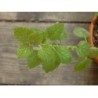 Mélisse bouquet 250 g POUDRE Melissa officinalis
