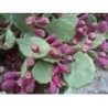 Nopal (Figuier de Barbarie) 250 g POUDRE Opuncia ficus indica