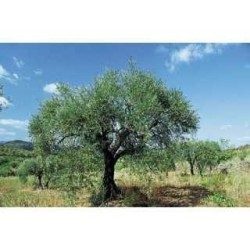 Blattolivenbaum 1 Kg PULVER Oea europaea
