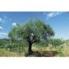 Blattolivenbaum 1 Kg PULVER Oea europaea