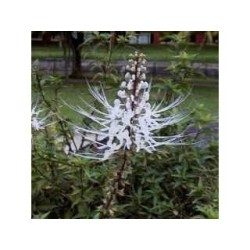 Orthosiphon feuille 250 g POUDRE Orthosiphon stamineus