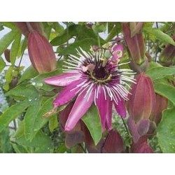 Passionsblume Pflanze 250 g PULVER Passiflora incarnata