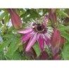 Passionsblume Pflanze 250 g PULVER Passiflora incarnata