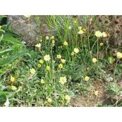 Piloselle plante 250 g POUDRE Hieracium pilosella