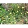 Piloselle plante 250 g POUDRE Hieracium pilosella