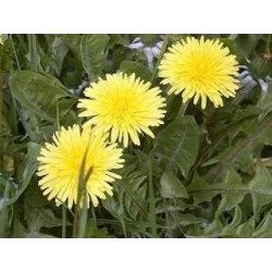 Löwenzahnblatt 250 g PULVER Taraxacum dens leonis