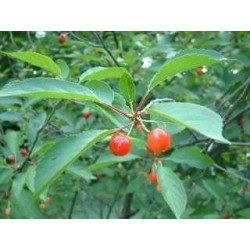 Queue de cerise 250 g POUDRE Prunus cerasus
