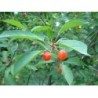 Queue de cerise 250 g POUDRE Prunus cerasus