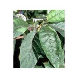 Quinquina rouge écorce 250 g POUDRE Cinchona succirubra