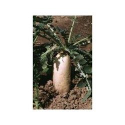 Schwarzer Rettich Wurzel 250 g PULVER Raphanus sativus var nigra