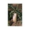 Radis noir racine 250 g POUDRE Raphanus sativus var nigra