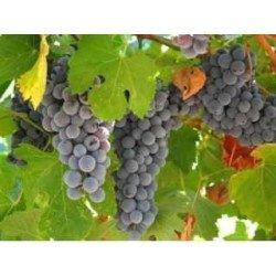 Raisin marc 1 Kg POUDRE Vitis vinifera