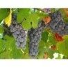 Raisin marc 250 g POUDRE Vitis vinifera