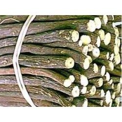 Réglisse jaune or 250 g POUDRE Glycyrrhiza glabra