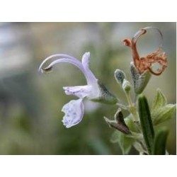 Romarin feuille 250 g POUDRE Rosmarinus officinalis