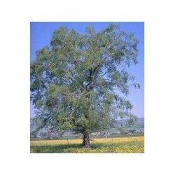 Weide Rinde 1 Kg PULVER Salix alba