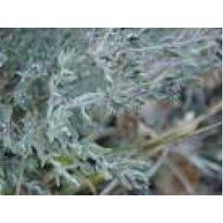 Thym mondé feuille 1 Kg POUDRE Thymus vulgaris
