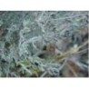 Thymian monde Blatt 250 g PULVER Thymus vulgaris