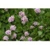 Valériane racine 250 g POUDRE Valeriana officinalis
